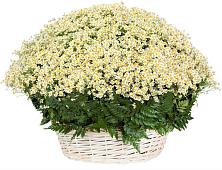 Цветочная композиция из Ромашки в корзине #REPLACE_PRED# Шатск Тульская область